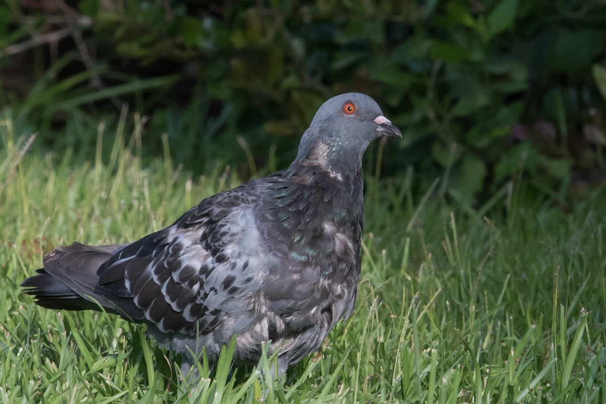 Rock Pigeon (Feral Pigeon) - Mike Stewart
