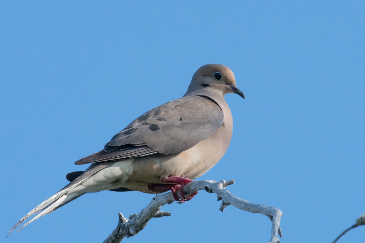 Mourning Dove - Mike Stewart
