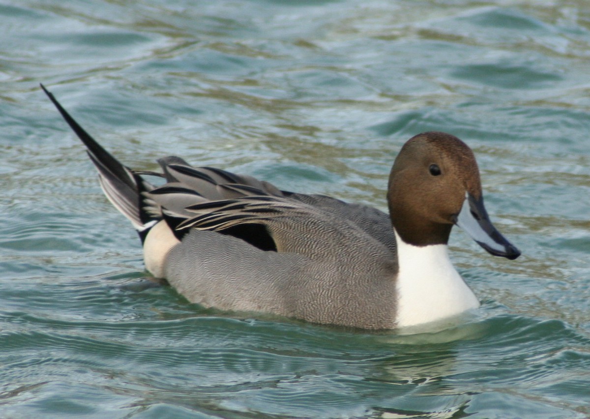 Northern Pintail - Paul Sellin