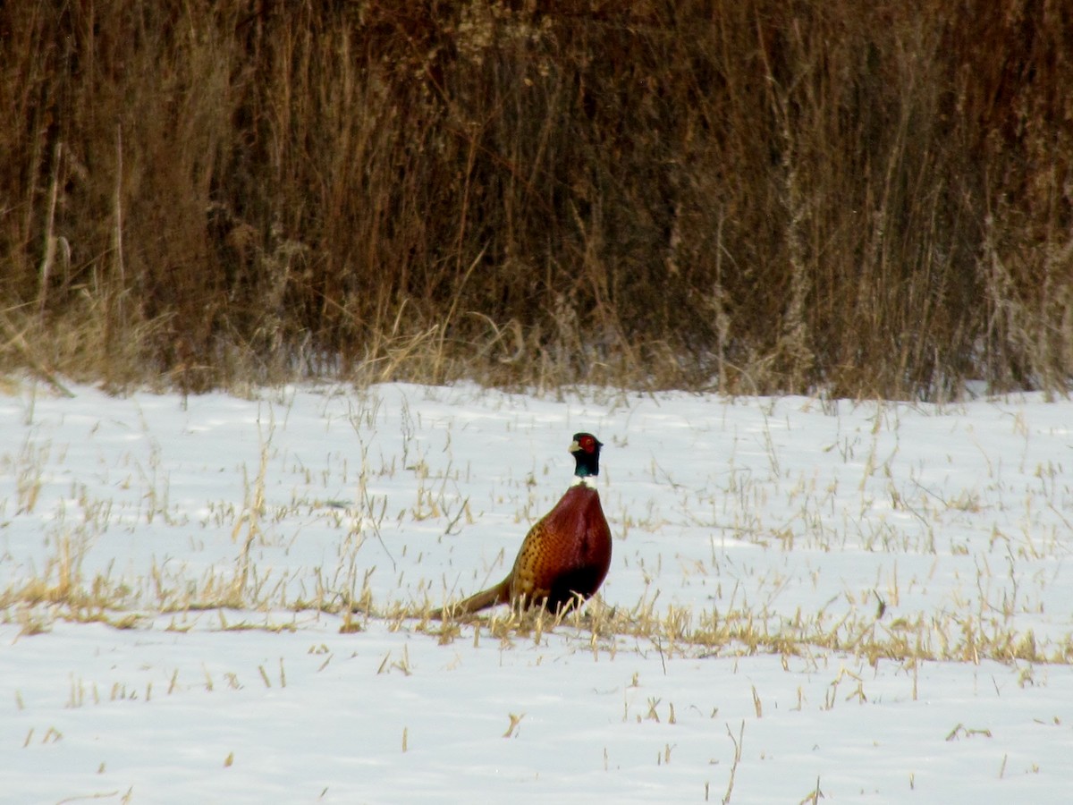 Ring-necked Pheasant - Patricia and Richard Williams