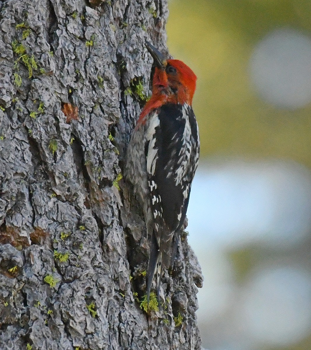 Red-breasted Sapsucker - ML63502071