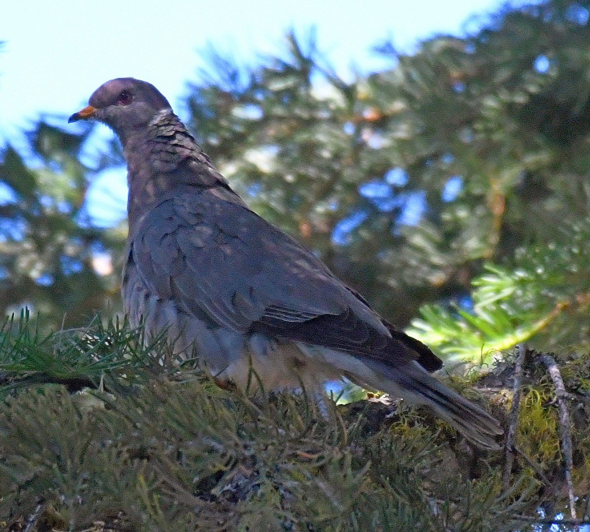 Band-tailed Pigeon - ML63502771