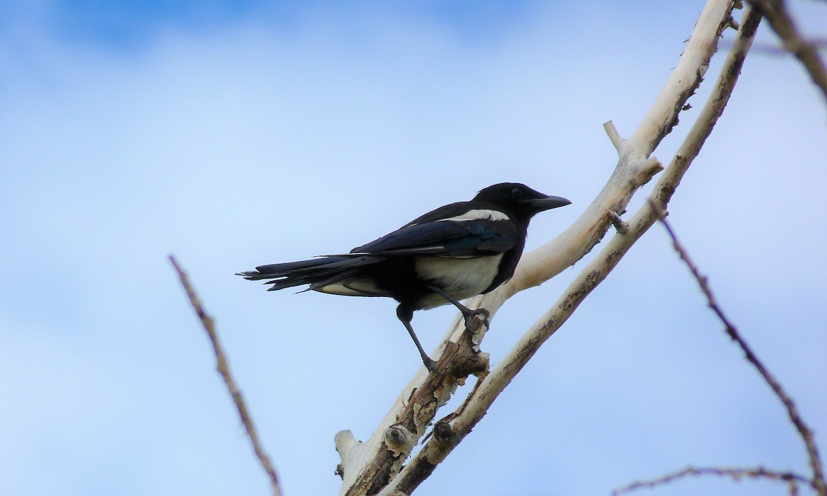 Black-billed Magpie - Cody Russell