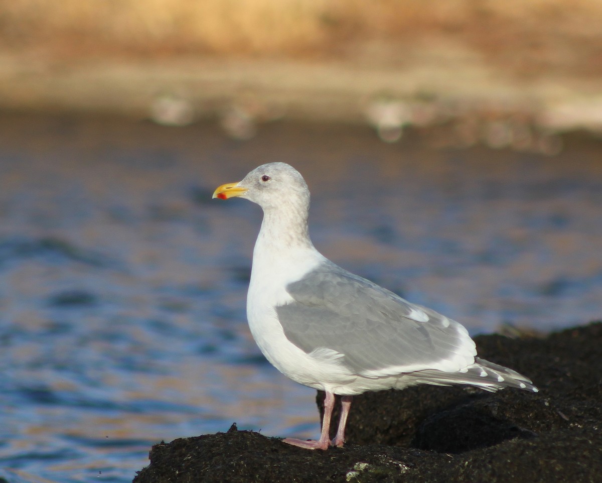Glaucous-winged Gull - Logan Lalonde