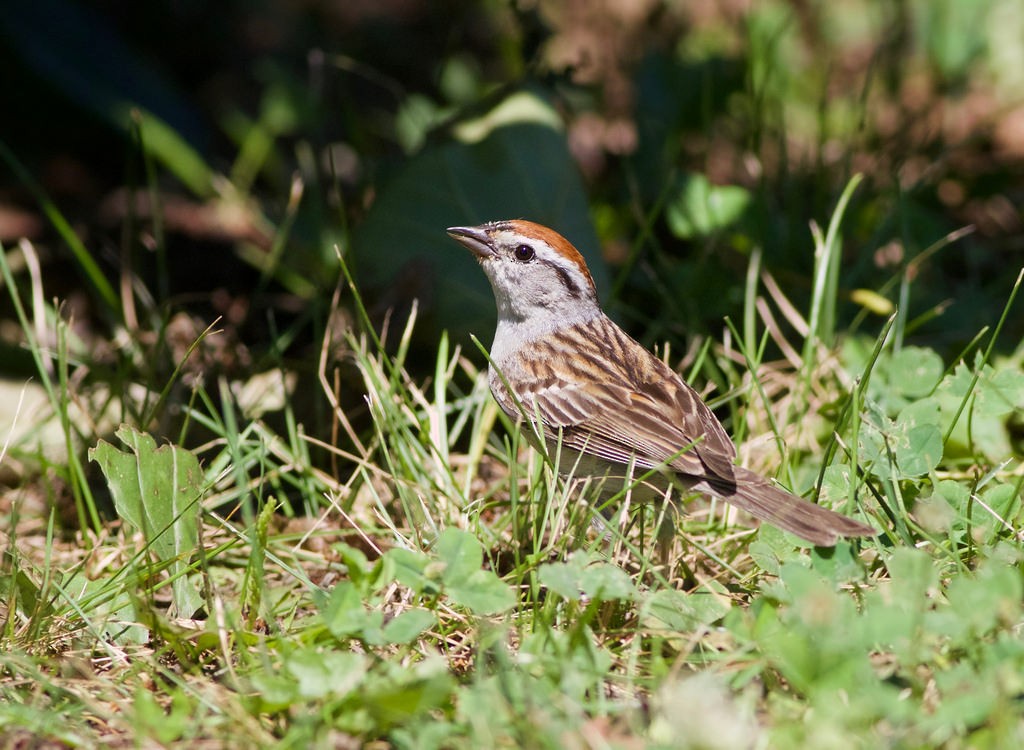 Chipping Sparrow - ML63504491