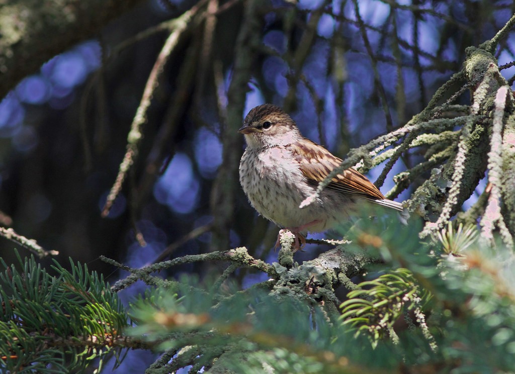 Chipping Sparrow - ML63504501