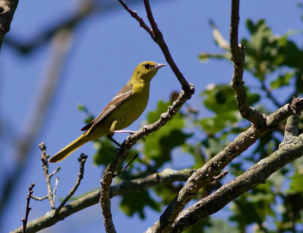 Orchard Oriole - ML63504831