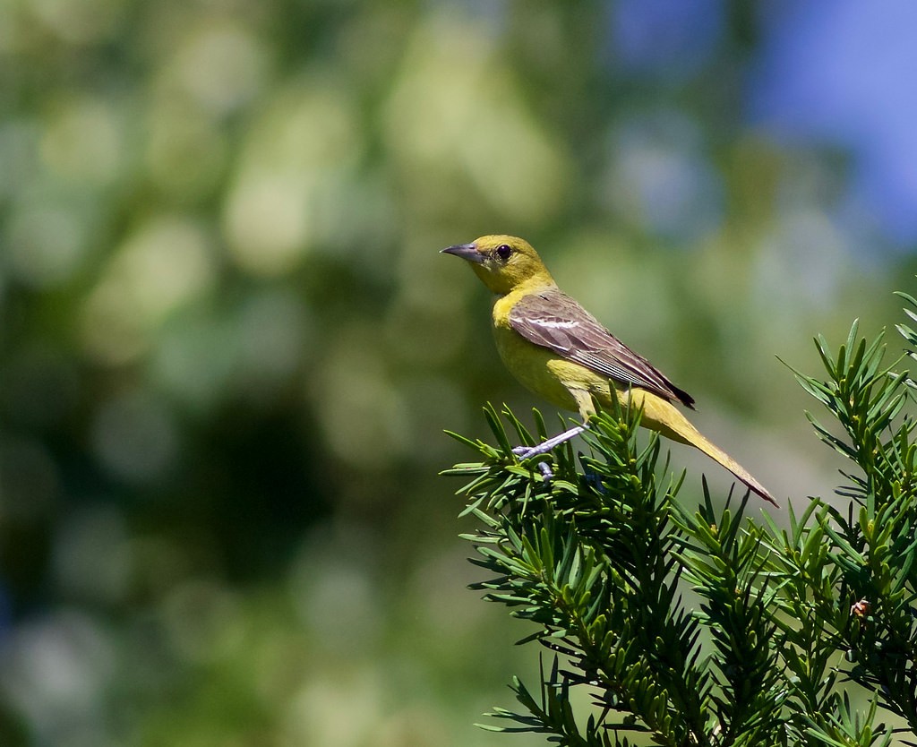 Orchard Oriole - ML63504841