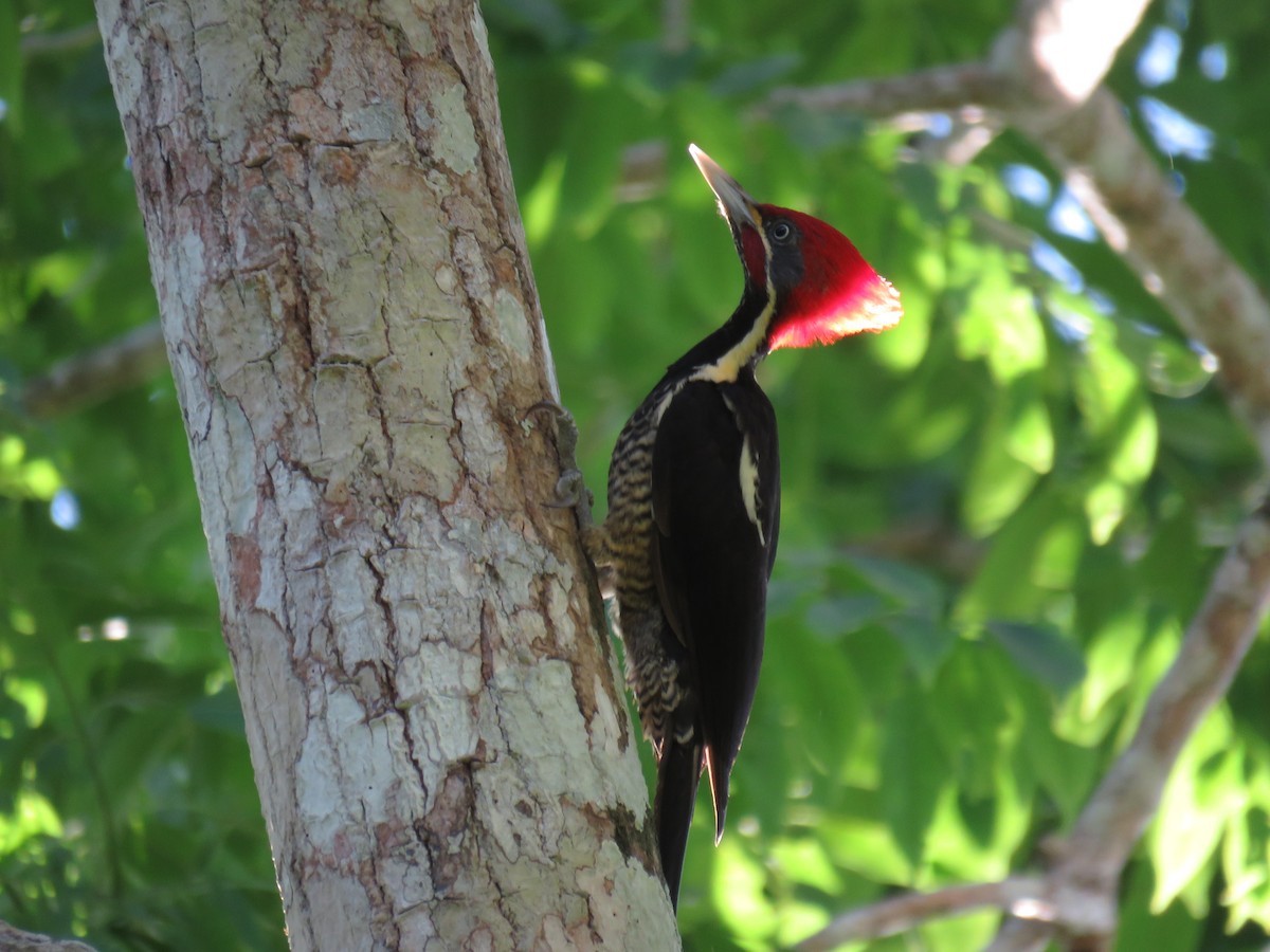 Lineated Woodpecker - Seth Inman
