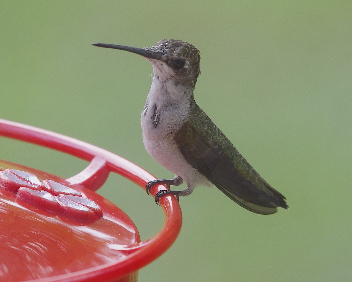 Black-chinned Hummingbird - Stephen Mann