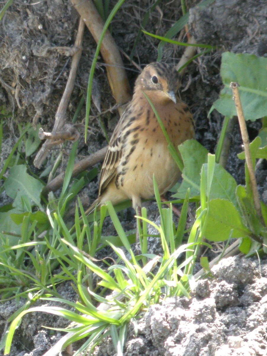 Red-throated Pipit - Charlotte Byers