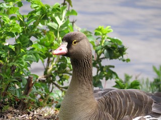 Lesser White-fronted Goose, ML63506001