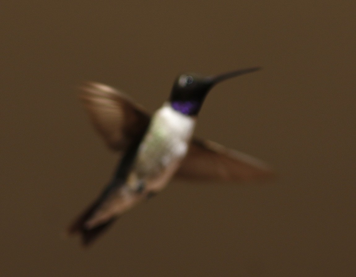 Black-chinned Hummingbird - ML63507071