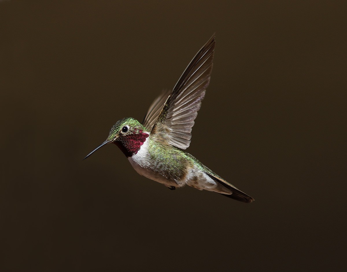 Broad-tailed Hummingbird - ML63507171