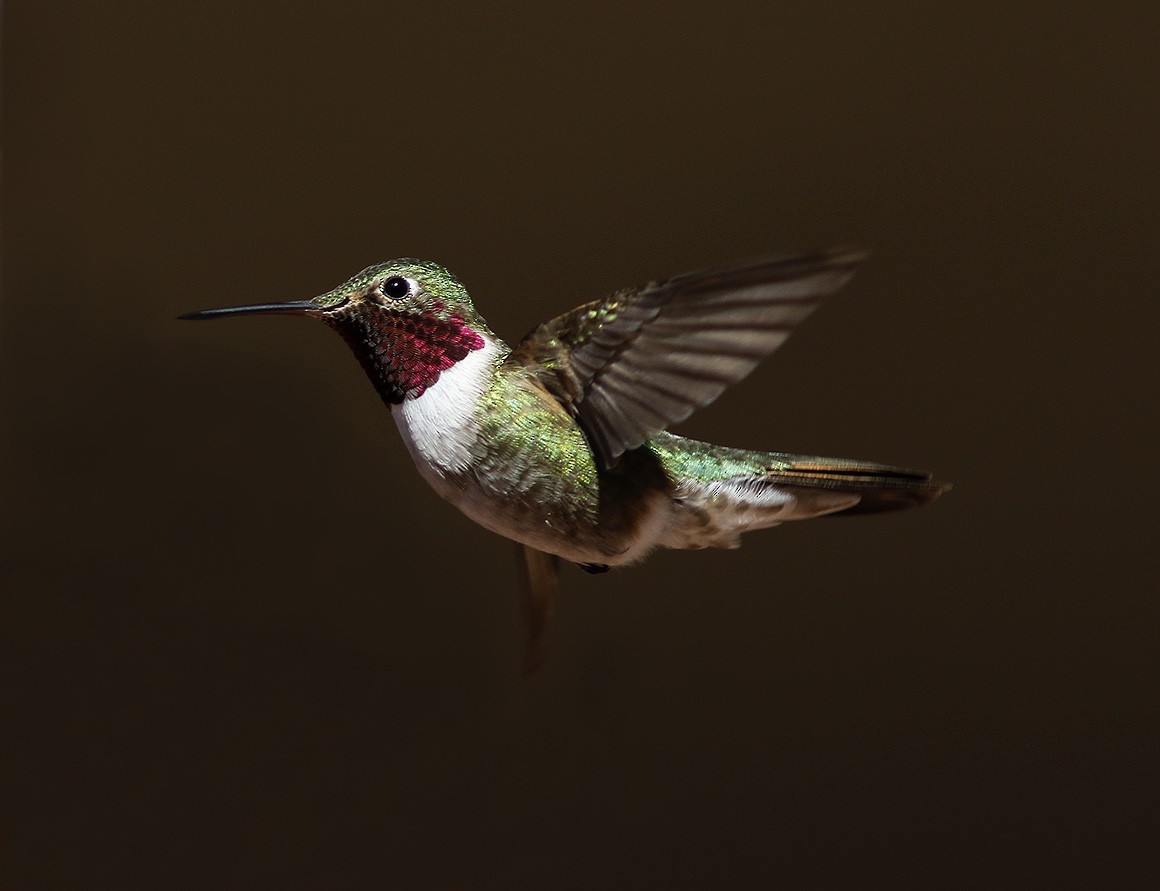 Broad-tailed Hummingbird - ML63507191
