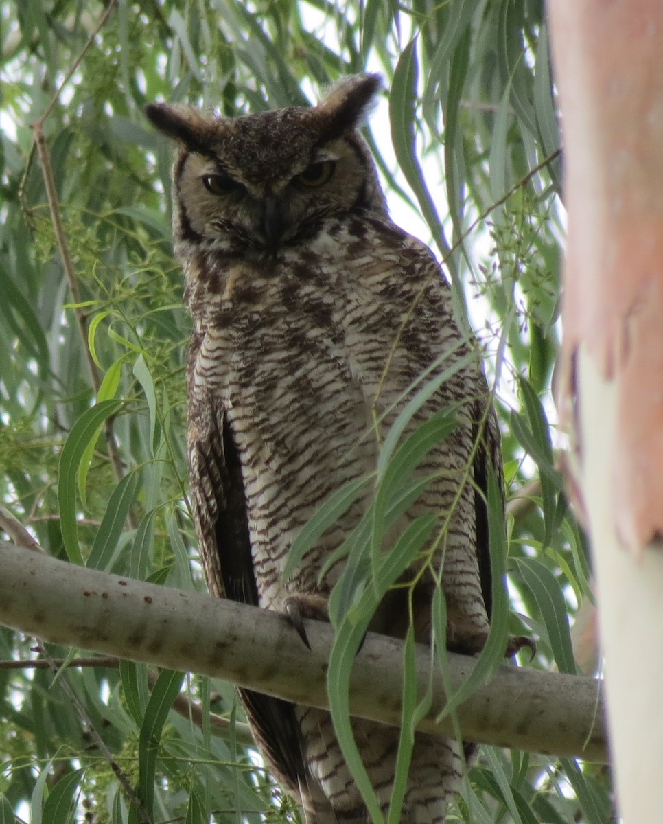 Great Horned Owl - Nic Zimmer