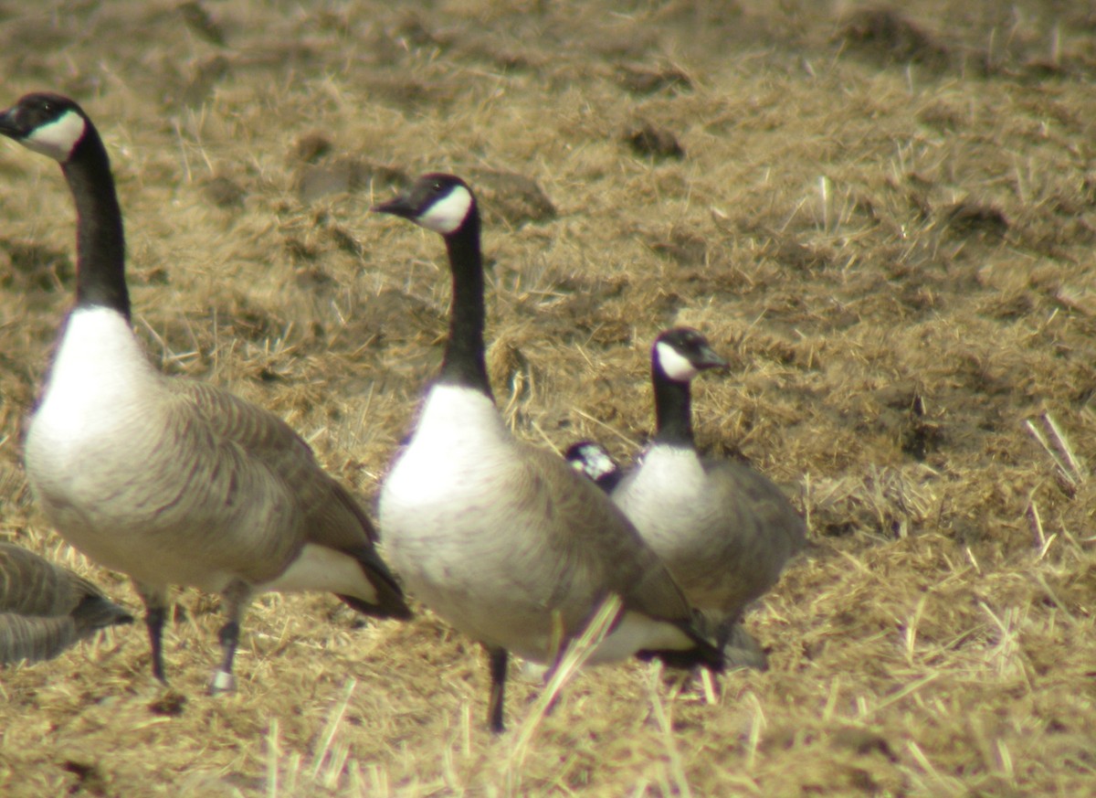 Cackling Goose (Richardson's) - ML63507281