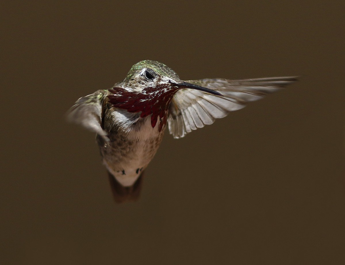 Calliope Hummingbird - Bill Maynard