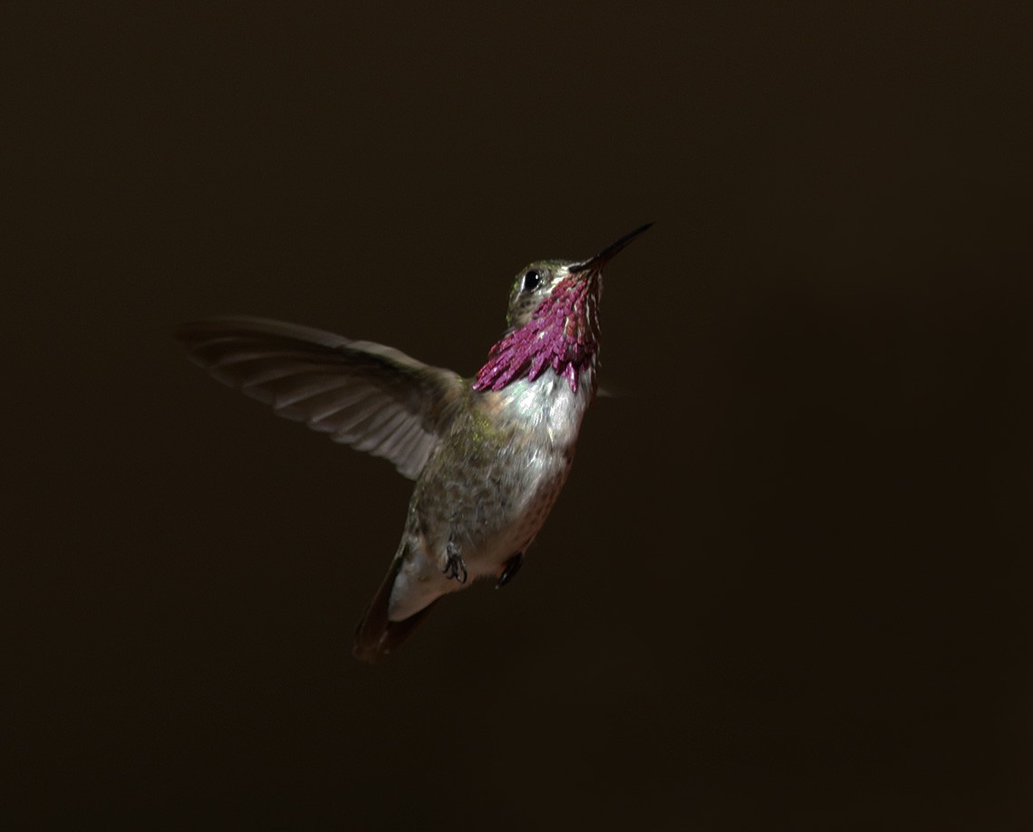 Calliope Hummingbird - ML63507381
