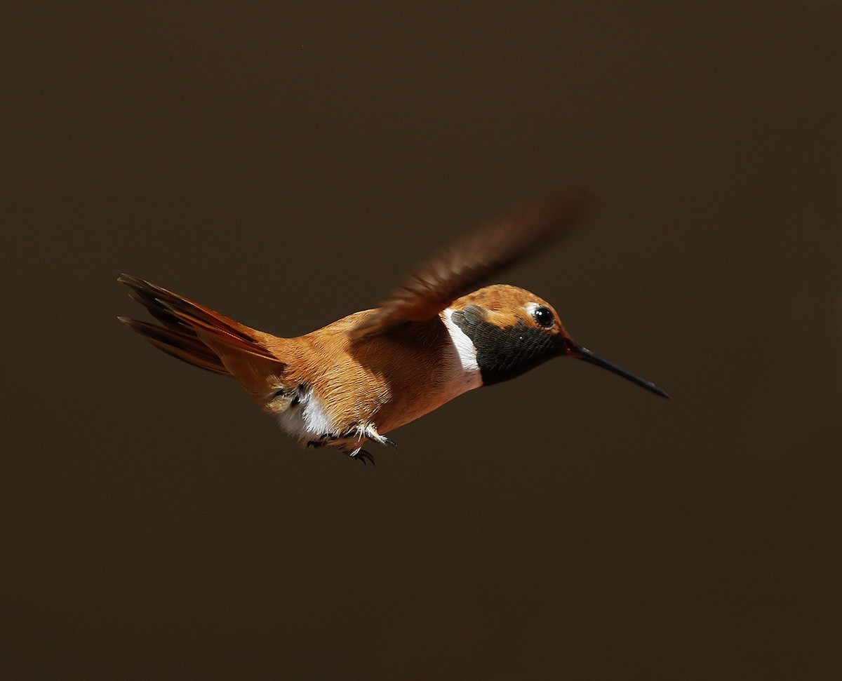Rufous Hummingbird - ML63507561