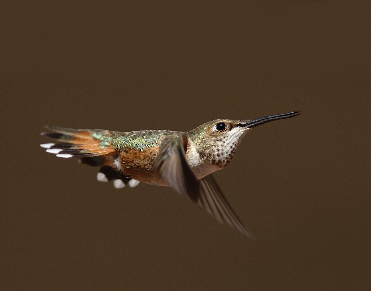 Rufous Hummingbird - Bill Maynard