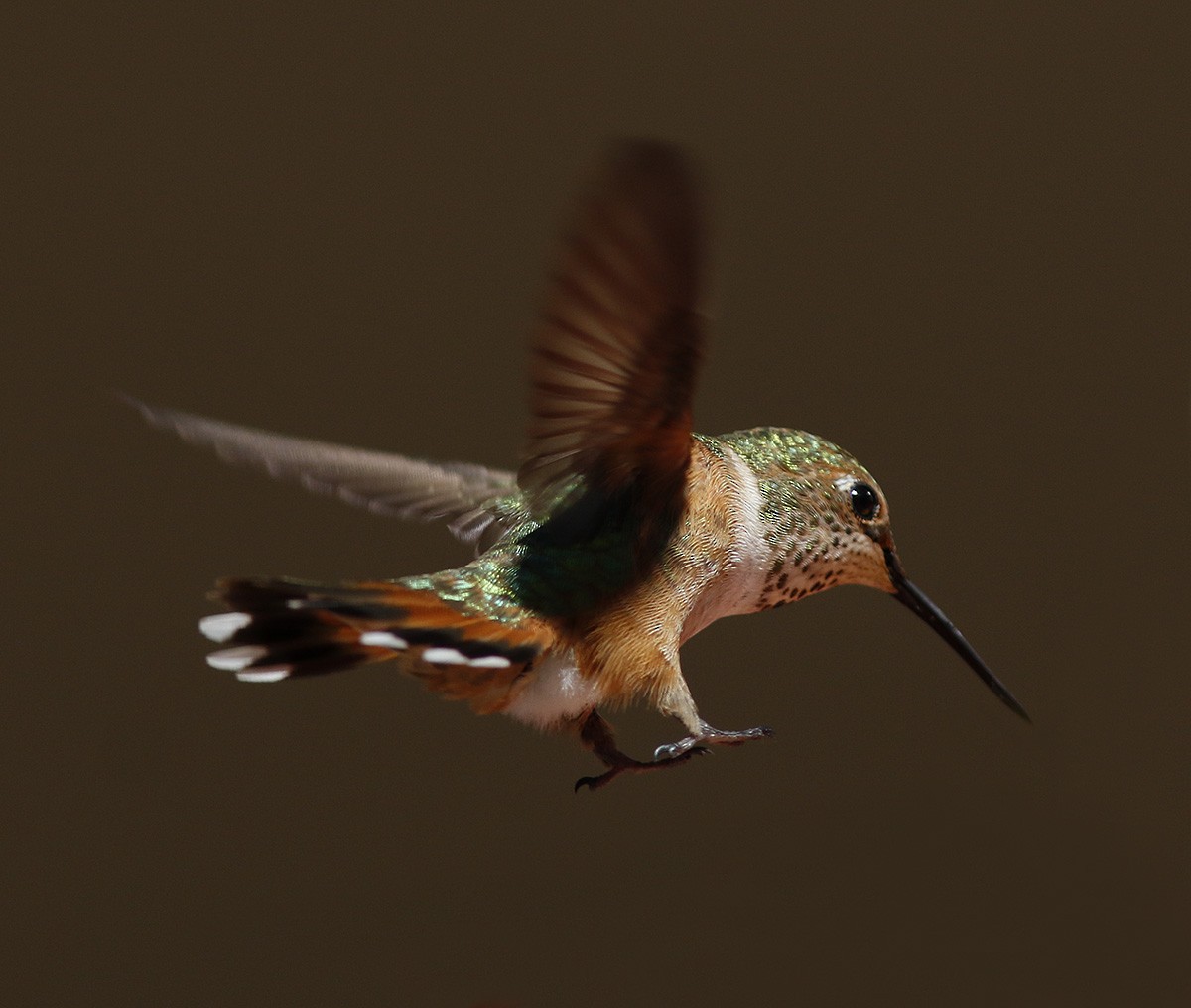 Rufous Hummingbird - ML63507631