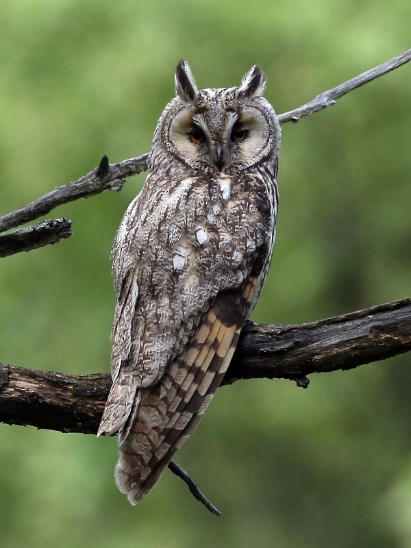 Long-eared Owl (Eurasian) - ML63509531