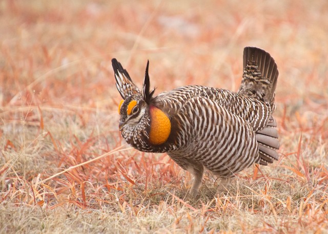 Missouri eBird - Discover a new world of birding...