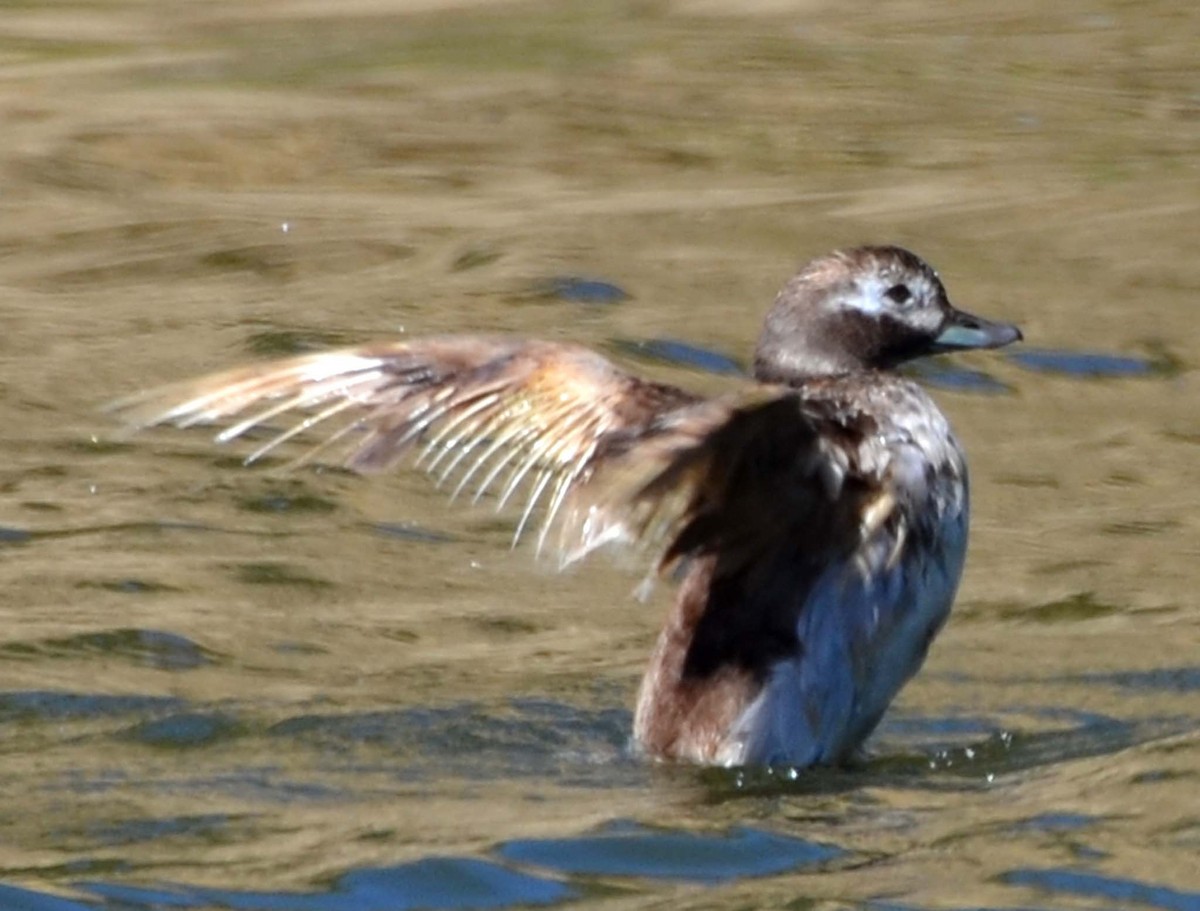 Long-tailed Duck - Tom Unsicker