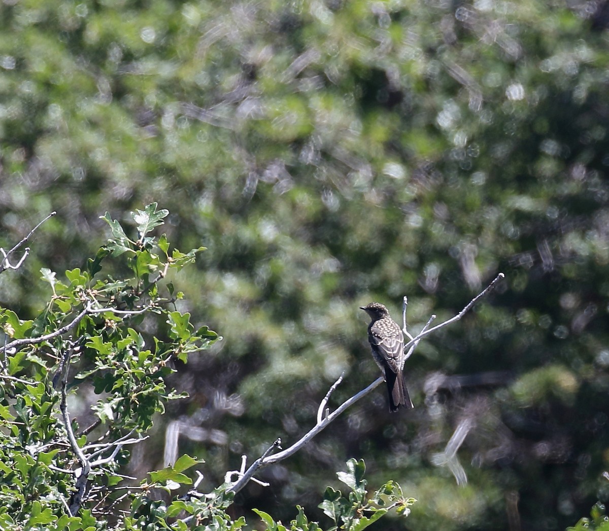 Townsend's Solitaire - ML63511191