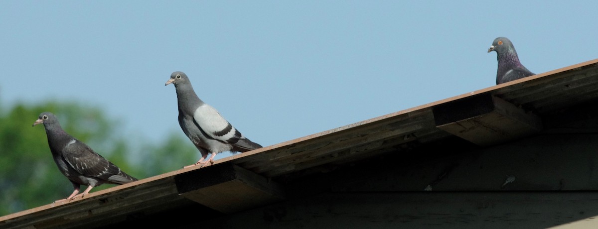 Rock Pigeon (Feral Pigeon) - ML63511311
