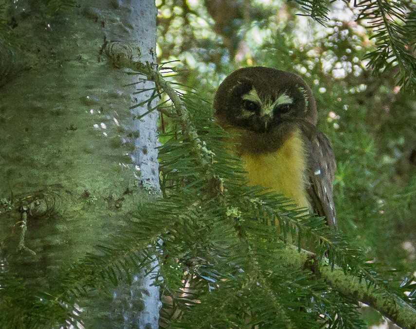 Northern Saw-whet Owl - Robert Reed