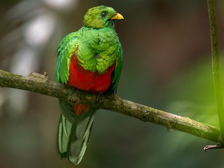  - White-tipped Quetzal