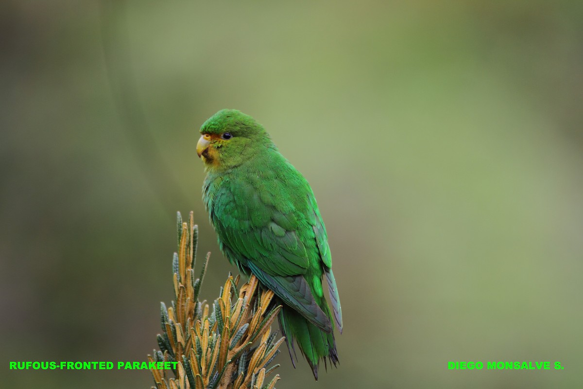 Rufous-fronted Parakeet - Diego Monsalve serna