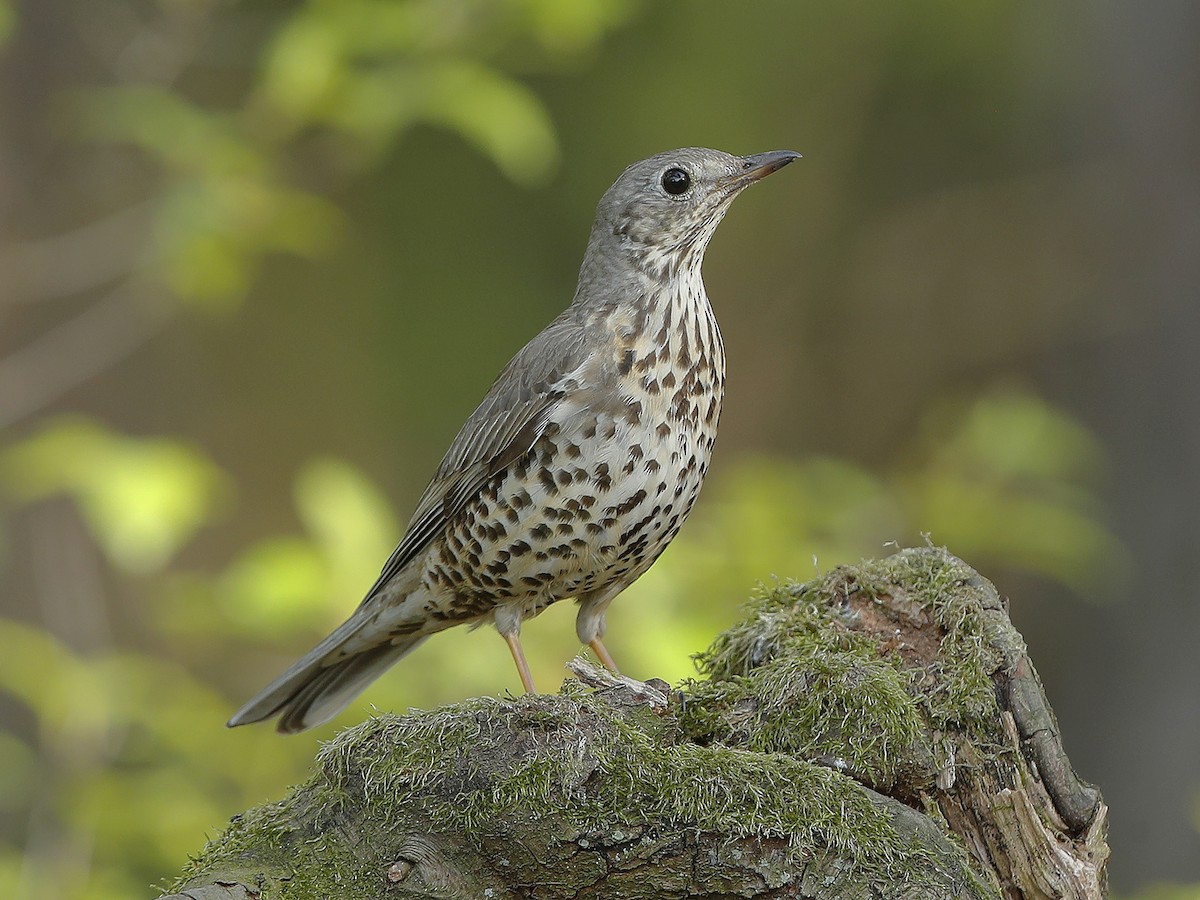  - RESERVED イッタラ　バード　Festive Mistle  Thrush 北欧アートガラス/ビンテージガラス/Oiva Toikka/オイバ