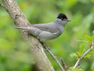  - Eurasian Blackcap