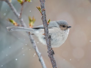  - Bushtit