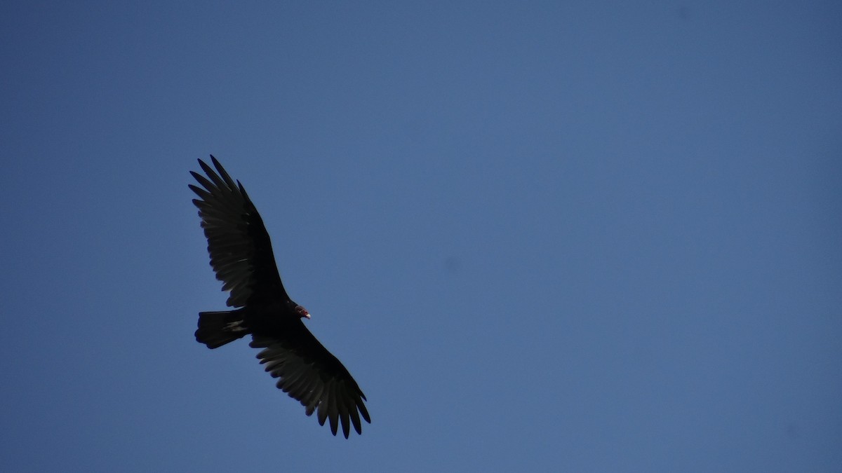 Turkey Vulture - ML63517201