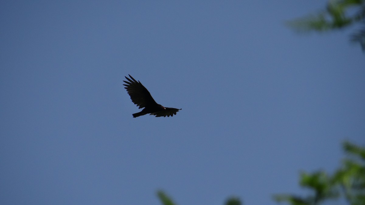 Turkey Vulture - ML63517361