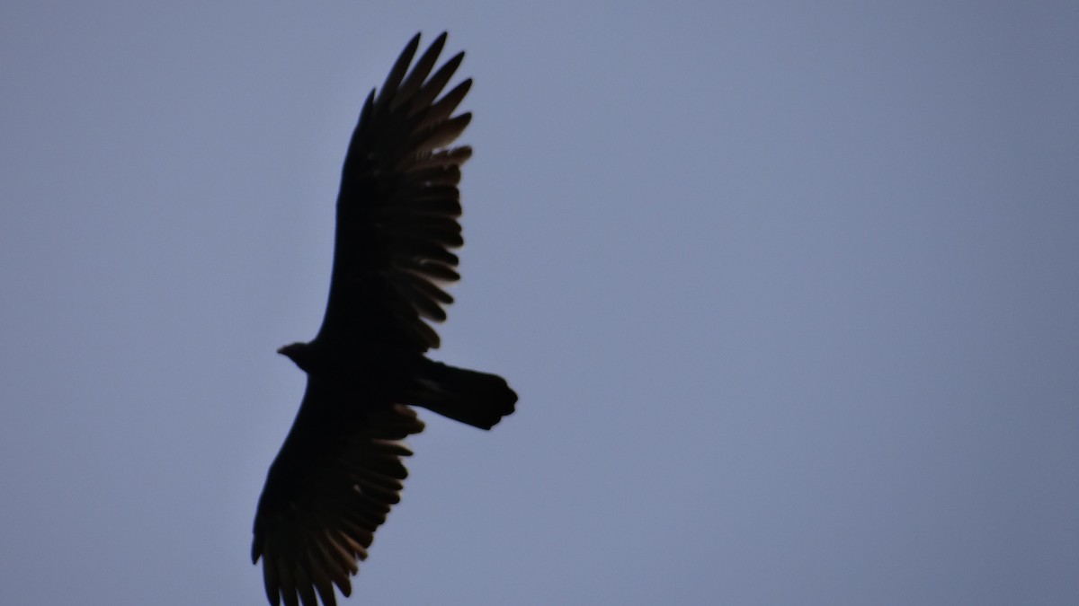 Turkey Vulture - ML63517371