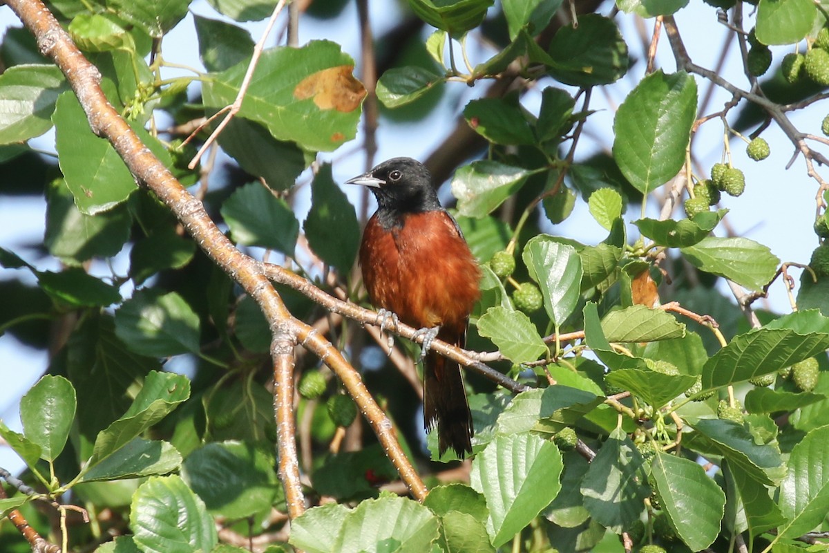 Orchard Oriole - ML63518071