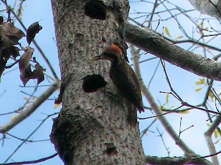  - Sulu Pygmy Woodpecker