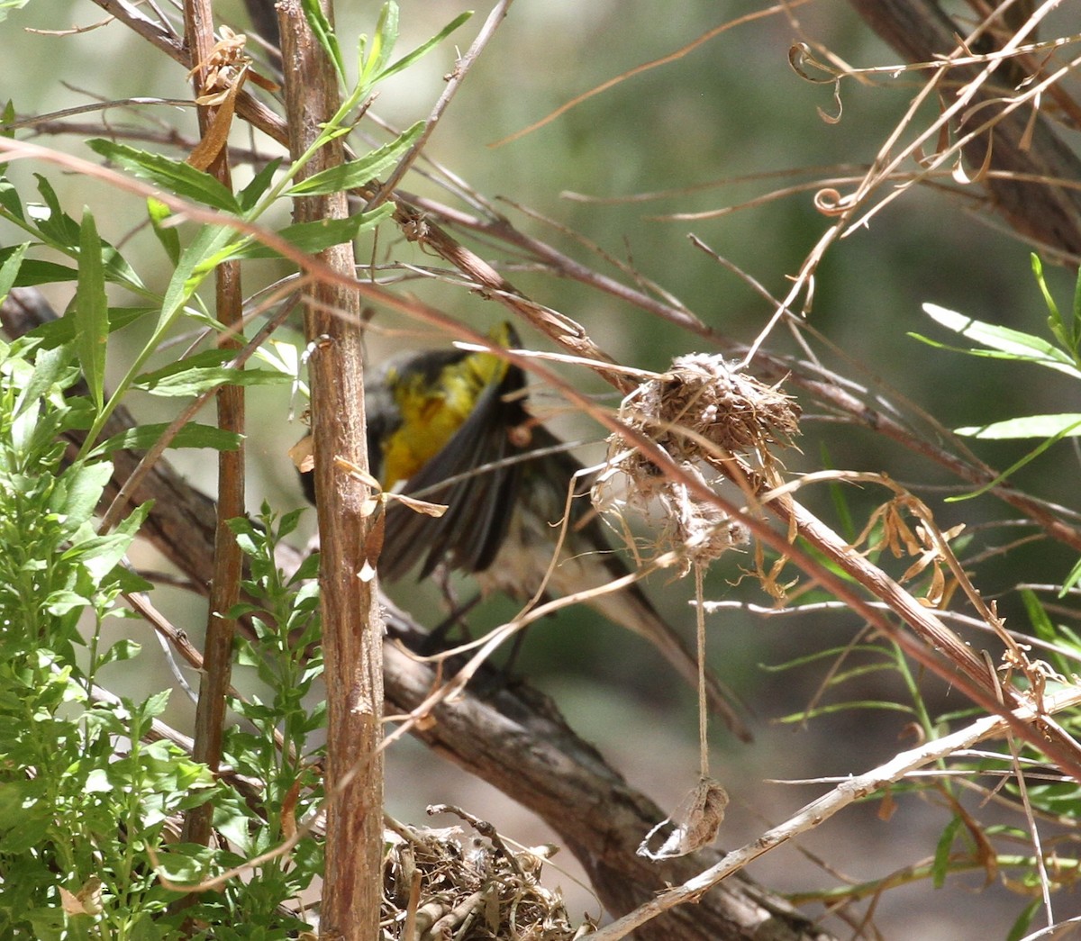 Yellow-breasted Chat - ML63524731