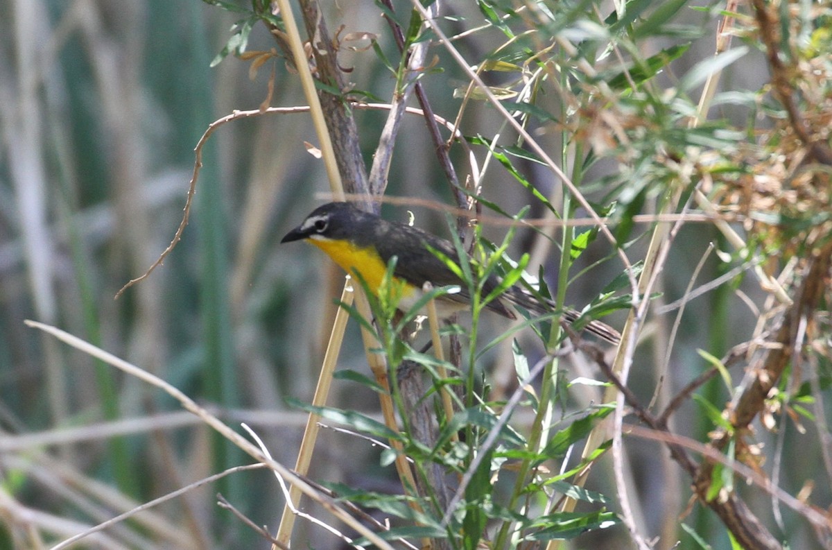 Yellow-breasted Chat - Don Coons