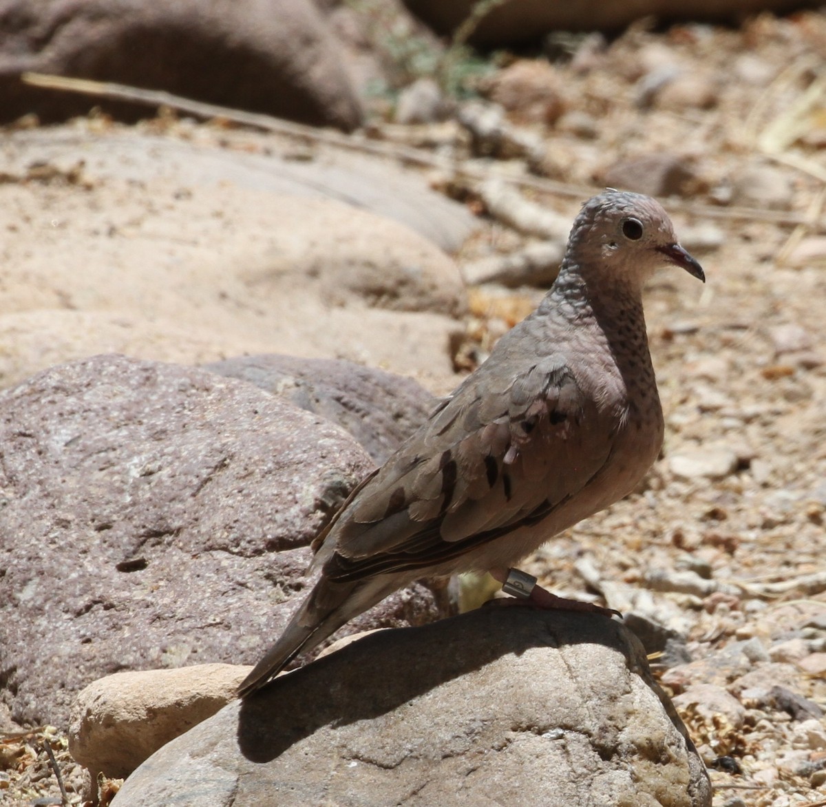 Common Ground Dove - Don Coons
