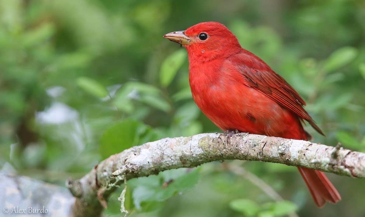 Summer Tanager - Alex Burdo