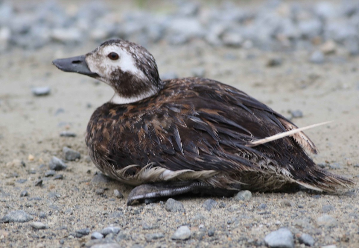 Long-tailed Duck - ML63527391