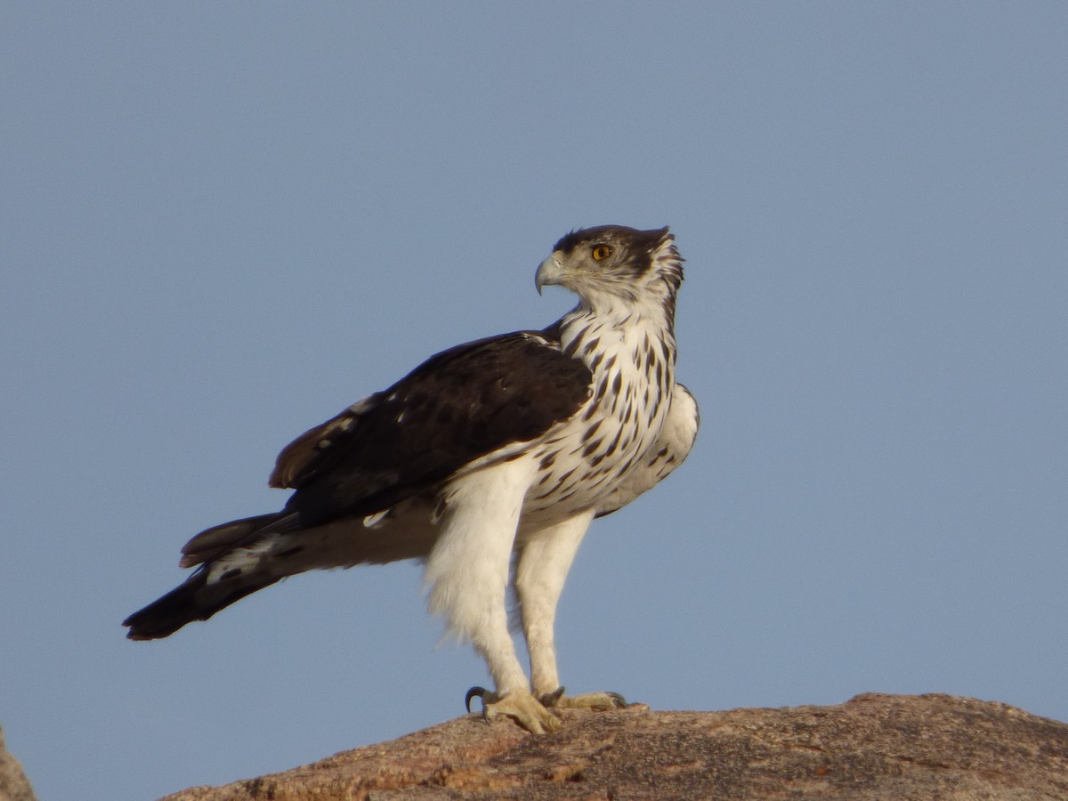 African Hawk-Eagle - Bill Crins