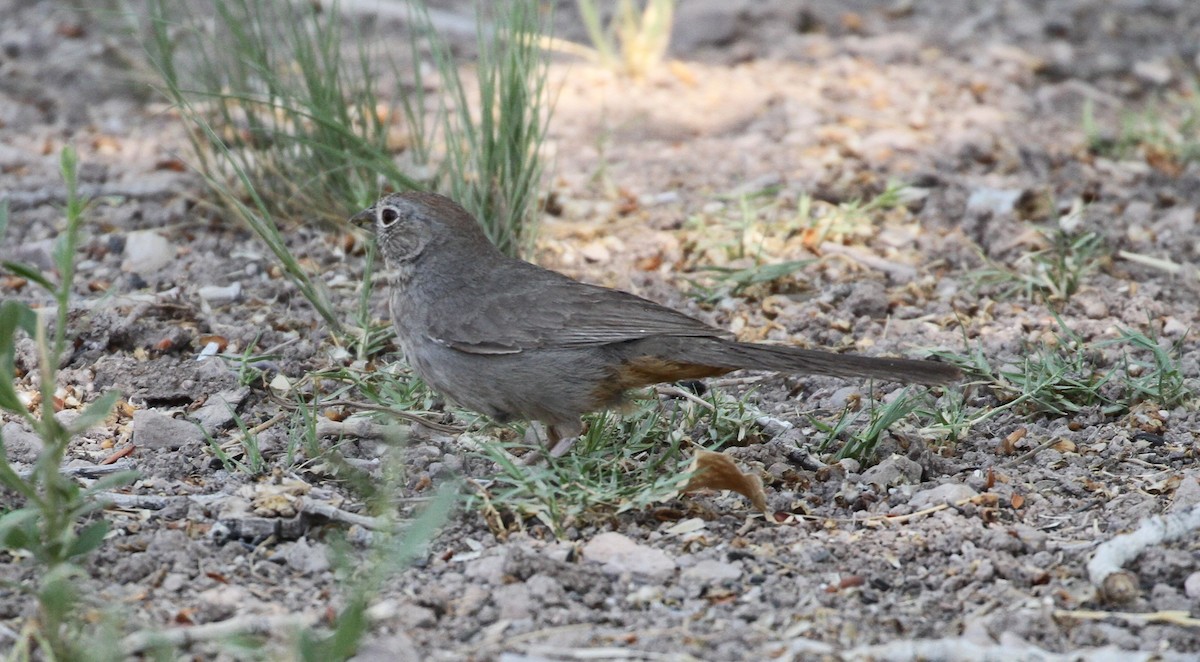 Canyon Towhee - Don Coons