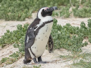  - African Penguin
